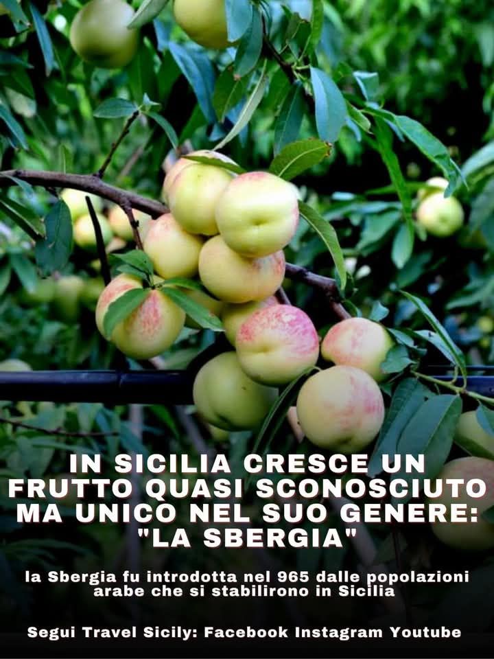 https://www.mimmorapisarda.it/2025/067.JPG