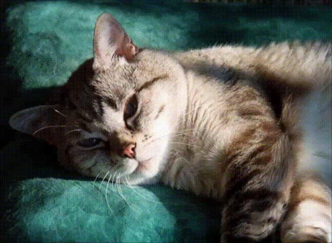 https://www.mimmorapisarda.it/2026/dixi21.gif