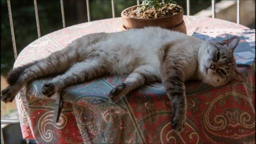 https://www.mimmorapisarda.it/2026/dixi22.gif