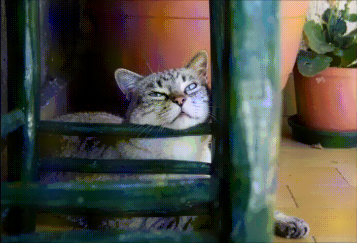 https://www.mimmorapisarda.it/2026/dixi23.gif