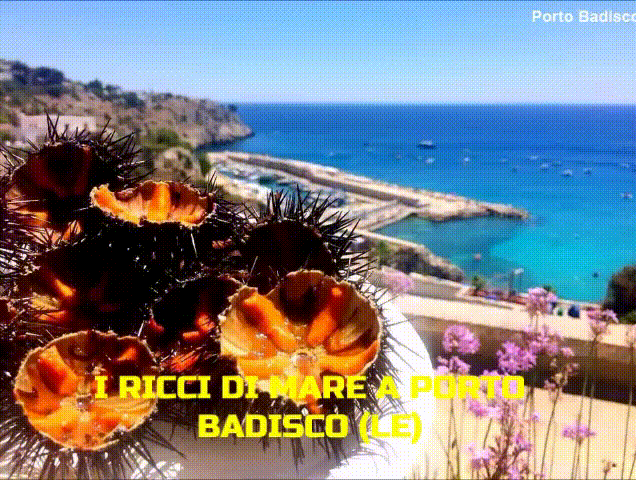 https://www.mimmorapisarda.it/2026/pugliaricci.gif